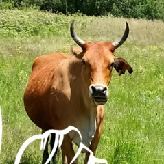 Twinfalls Cattle